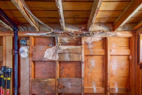 Ce champignon peut ruiner votre maison ! Détectez le avant qu'il ne soit trop tard !