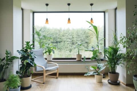 Rafraîchir sa maison naturellement : 5 plantes incontournables