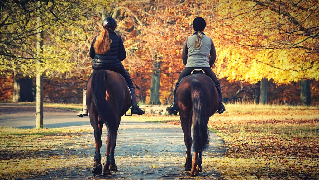 Cohabitation étudiante et chevaux : un nouveau concept en Normandie