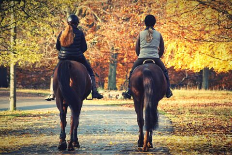 Cohabitation étudiante et chevaux : un nouveau concept en Normandie