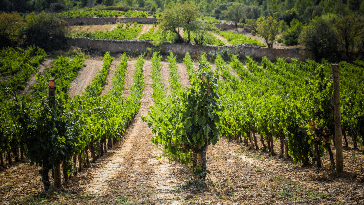 demaison-domaine-viticole1