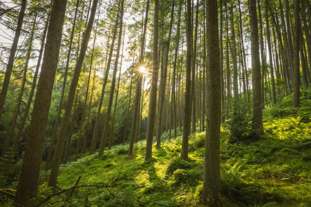 Pourquoi investir dans une forêt ?